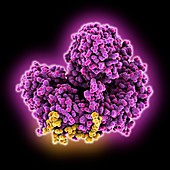 Importin beta complexed with nucleoporin