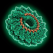 Tobacco mosaic virus coat protein and RNA