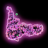 tRNA molecule