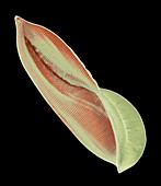 Amphiprora diatom,SEM