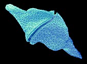Dinoflagellate protozoan,SEM