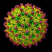 Hepatitis B virus,illustration