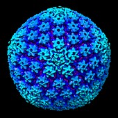 Herpes simplex virus,illustration