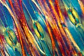 Tulip stomata,light micrograph