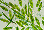 Desmids and cyanobacteria,micrograph