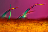 Nettle hairs,light micrograph