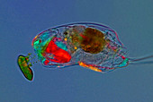 Trichocerca rotifer,light micrograph