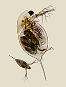 Water fleas,light micrograph