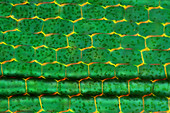 Canadian pondweed,light micrograph