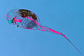 Monommata rotifer,light micrograph