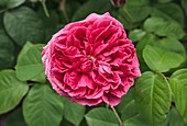 Rosa 'Le Havre'