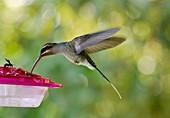 Green hermit hummingbird feeding