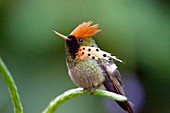 Tufted coquette hummingbird