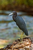 Little blue heron by a river