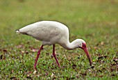 American white ibis feeding on grass