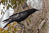 American crow in a tree