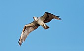 Osprey in flight