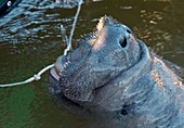 Florida manatee