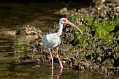 American white ibis feeding in a lagoon