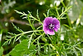 Violet horned poppy (Roemeria hybrida)