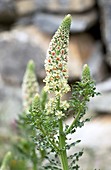 White mignonette (Reseda alba) in flower