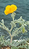 Yellow horned poppy (Glaucium flavum)