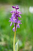 Early purple orchid (Orchis ichnusae)