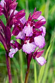 Butterfly orchids (Orchis papilionacea)