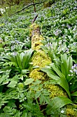 Pyrenean squill (Scilla lilio-hyacinthus)