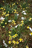 Wild daffodil (Narcissus pseudonarcissus)