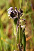 Myosotis discolor in flower