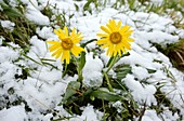 Senecio doronicum gerardii in snow