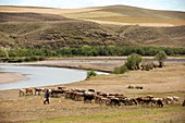 Cattle farming,Turkey
