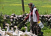 Goose farming,Turkey