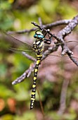 Blue-eyed golden-ringed dragonfly