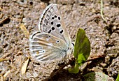 Gavarnie blue butterfly mud-puddling