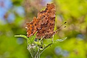Comma butterfly resting