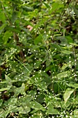 Stone parsley (Sison amomum) in flower