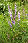 Fine-leaved vetch (Vicia tenuifolia)