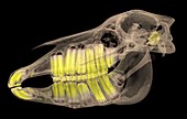 Horse's skull and teeth,CT scan