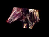 Boar head,CT scan