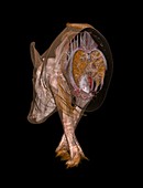 Boar anatomy,CT scan