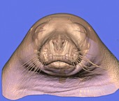 Seal's head,CT scan