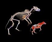 Bear skeleton and wolf,CT scan