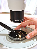 Microbial microscopy ultraviolet analysis