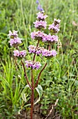 Jerusalem sage (Phlomis tuberosa)