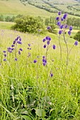 Nodding sage (Salvia nutans) in flower