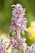 Downy woundwort (Stachys germanica)