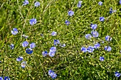 Asian flax (Linum austriacum) in flower