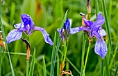 Siberian iris (Iris sibirica) in flower